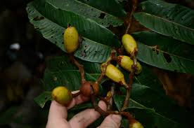 Image result for Pycnanthus