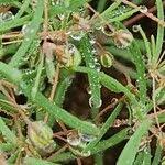 Image result for Hypertelis cerviana