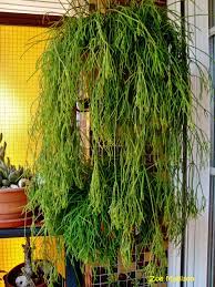 Ripsalis Cassutha Planting Succulents Hanging Plants Container Plants