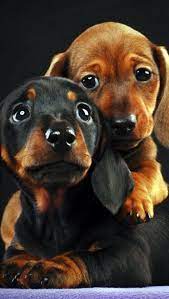 Hermosos Pet Pinterest Hermosa Salchichas Y Animales
