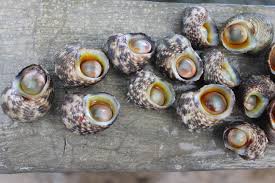 Jenis ayam ketiga adalah ayam kapas. Hantu Laut Mengenal Siput Mata Bulan Hewan Unik Yang Punya Batu Akik