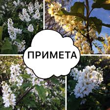 я не поверила в примету давнюю цветет черемуха к похолоданию Ya Ne Poverila V Primetu Davnyuyu Cvetet Cheremuha K Poholodaniyu K Poholodaniyu Vetram Neistovym Cvetet Cheremuha Cvetet Dushistaya Vot Chto Chto A In 2020 Grapes Fruit