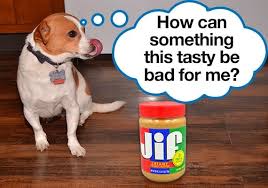 Peanut butter containing additives like xylitol and chocolate should not be given to dogs and even if there is no xylitol in the peanut butter, feeding it to your dog frequently can cause some. Are Peanuts Safe For Dogs To Eat Www Macj Com Br