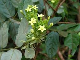 Image result for Combretum psidioides