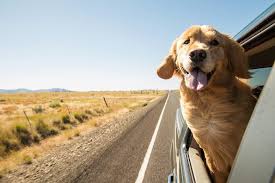 Availability of a luxury ground pet transport service. The 10 Best Pet Transport Services January 2021