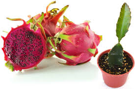 Growing Dragon Fruit How To Grow Dragon Fruit From Seed And Cuttings