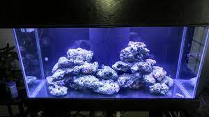Keep your beloved watery family safe and secure with our can your reef tank survive the storms of life? Build Thread Geezer S Mostly Sps Reef Reef2reef Saltwater And Reef Aquarium Forum