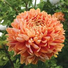 Chrysanthemum Salmon Chessington 0 01 Pflanzen Chrysanthemen Blumen