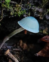 Image result for Indigofera subulifera