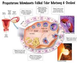 Sebelum dan selama ovulasi, perubahan hormonal dapat memengaruhi seluruh kondisi tubuh. Info Ibu Hamil Ttc Malaysia 2019