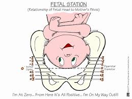 41 new fetal station chart home furniture