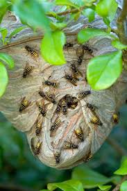 Lifespan Of Wasps - Pest Control Boise Idaho | Pestcom Pest Management