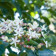 Image result for Clerodendrum ternatum