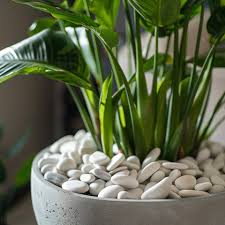 Image result for Isoglossa cataractarum