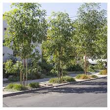 Image result for Lophostemon confertus