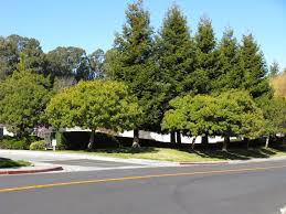 Image result for Triraphis schinzii