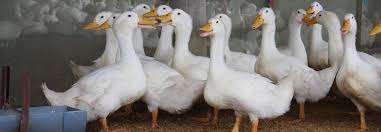 The couple is currently raising more than 900 chickens and 400 grimaud pekin ducks. Bangkok Ranch Group In Touch Of The World Viv Online