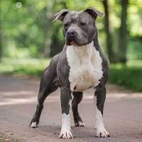 Welcome to the american staffing association learning management system—asa learn. Milouchouchou Les Croisements Interessants American Bull Staffy Bouledogue Americain X Staffordshire Terrier Americain