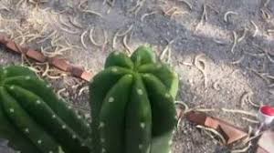 There is also an eft option. How To Identify San Pedro Cactus