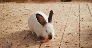 Albino rabbits have genetic mutations that cause their red eyes. White Rabbit Stock Footage Royalty Free Stock Videos Page 6