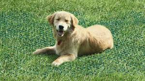 Spread a layer of coffee grounds in beds to keep out the cats. Artificial Lawn Edges Animal Proof Lawn Reinforcements Tenax