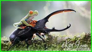 15 Hewan Yang Mengalami Metamorfosis Sempurna Dan Gambarnya Dunia Fauna Hewan Binatang Tumbuhan Hewan Binatang Lucu Binatang