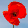 Pour ne pas vous laisser envahir par les coquelicots, récupérez les têtes une fois la floraison terminée. 3