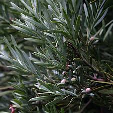 Image result for Afroqueta capensis