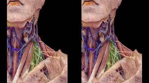 It involves the upper cervical spine, facet joints, muscles, tendons, ligaments, and nerves. Head And Neck Anatomy For Neurosurgeons 3d Tv Youtube
