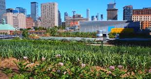 You will be greeted by our friendly ostriches. Growing Food In The City Urban Rooftop Farm In Downtown Toronto