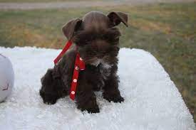 Teacup Schnauzer Toy Teacup And Miniature Schnauzer Puppies For Sale Oklahoma Perros Schanauzer Mascotas