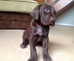 Female akc german shorthaired pointer puppy for sale. Stunning German Shorthaired Pointer Pups For Sale Mansfield Nottinghamshire Pets4homes