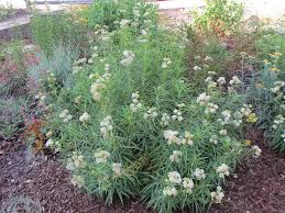 Image result for Asclepias albens