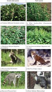 Common milkweed (asclepias syriaca l.) is an invasive perennial herb species of north american origin. Perceptions Of Alien Plants And Animals And Acceptance Of Control Methods Among Different Societal Groups