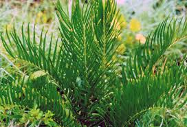 Image result for Zamiaceae