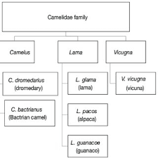 The andes is the longest mountain range in the world and boasts some of the highest peaks. Pdf The Camel Today Assets And Potentials