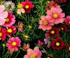 Frasi da mettere sotto i post: Fiori Immagini E Foto Da Condividere Sapevatelo