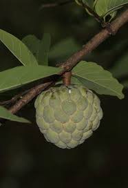 Image result for Annona squamosa