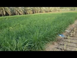 Maybe you would like to learn more about one of these? Ø·Ø±ÙŠÙ‚Ø© Ø²Ø±Ø§Ø¹Ø© Ø§Ù„Ø¨ÙˆÙ†ÙŠÙƒØ§Ù… Youtube