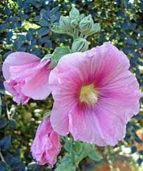 Image result for Alcea rosea