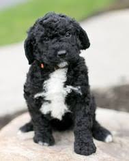 Saint bernard x poodle puppies are called saint berdoodles and we have the most adorable saint berdoodle puppies available for you to. View Ad Saint Berdoodle Puppy For Sale Near New York Clarence Usa Adn 27453