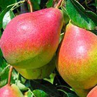 Wholesale bare root fruit trees. Fruit Trees Shade And Ornamental Trees And Seedlings