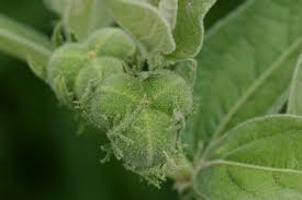 Image result for Cephalocroton mollis