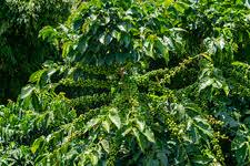 Image result for Coffea sp. A