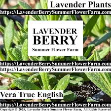 Image result for Lavandula angustifolia Vera