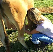 The First Time Milking What To Expect When You Milk A Cow For The First Time Farm Fresh For Life Real Food For Health Wellness