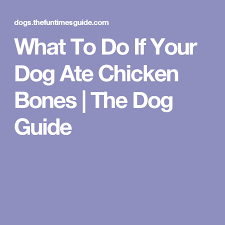 What To Do If Your Dog Ate Chicken Bones Or Turkey Bones Dog Ate Chicken Bones Dog Eating Chicken Bones