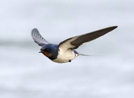 Swallow meaning, definition, what is swallow: Song Of The Swallow A Good Friday Legend Pirottablog
