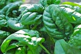 We did not find results for: Eat Your Spinach Rogue Produce