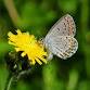 Butterfly Declines and What Can be Done About Them event in Okemos, MI